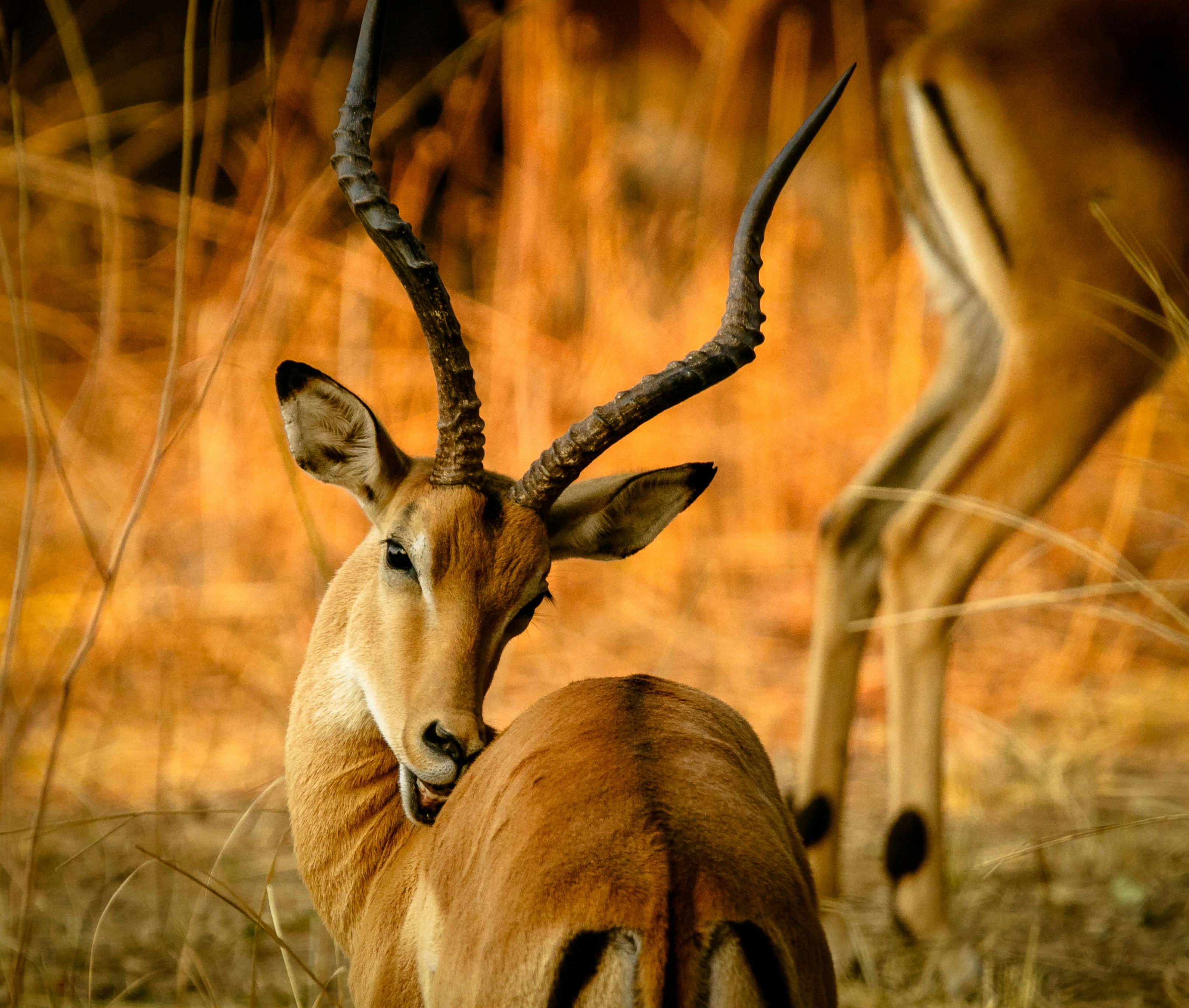 Ngorongoro