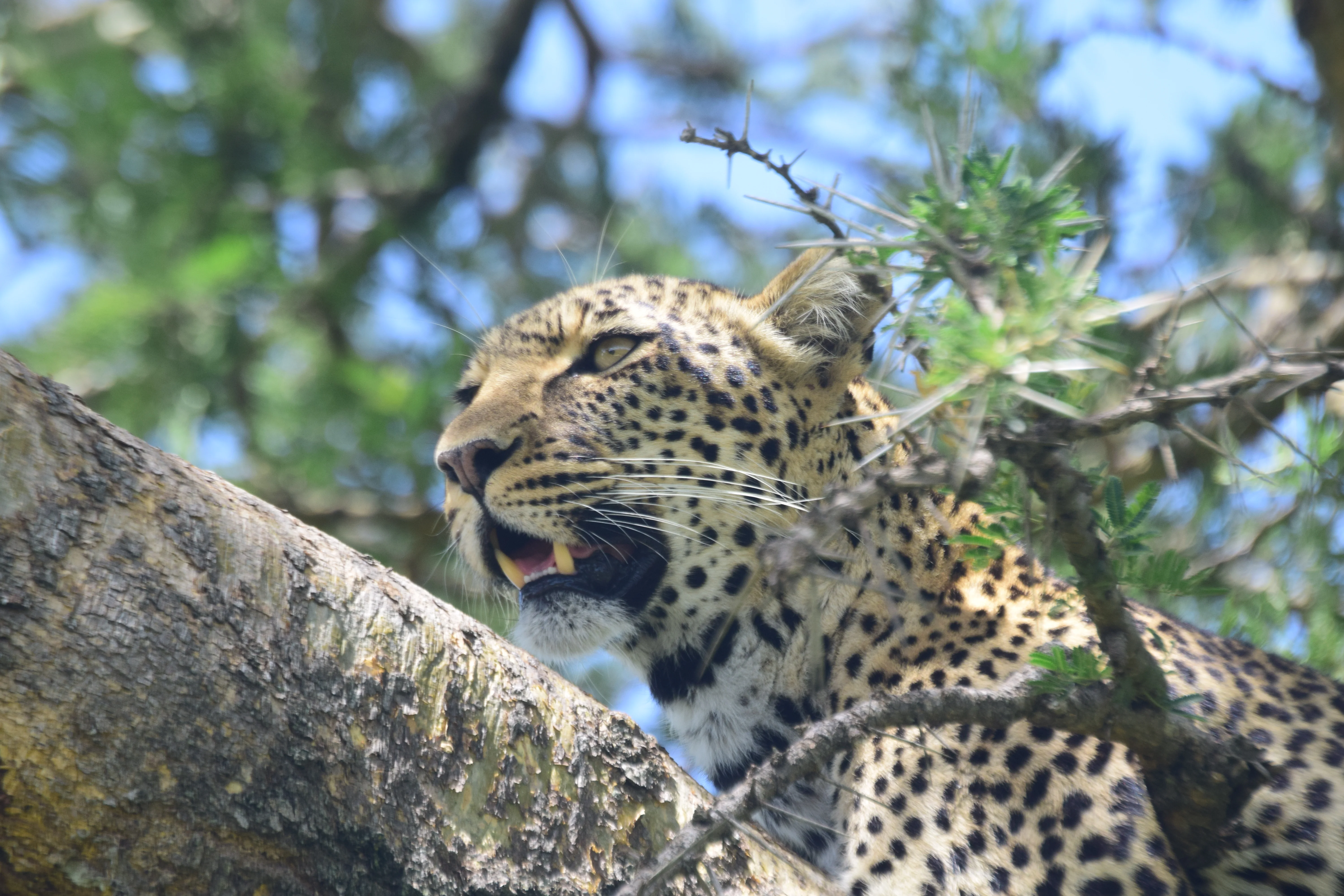 5 Days Serengeti Migration Safari