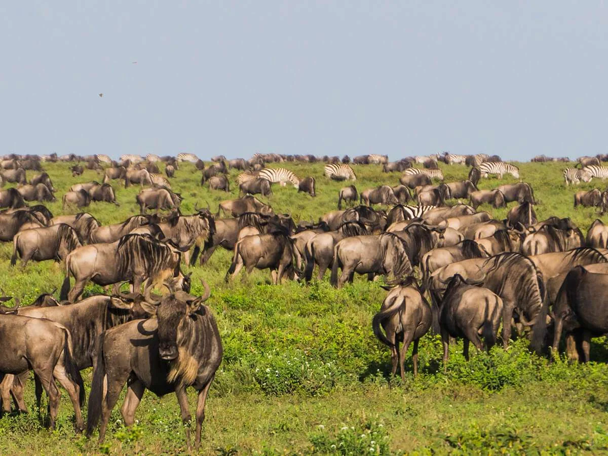 9 Days Great Migration
