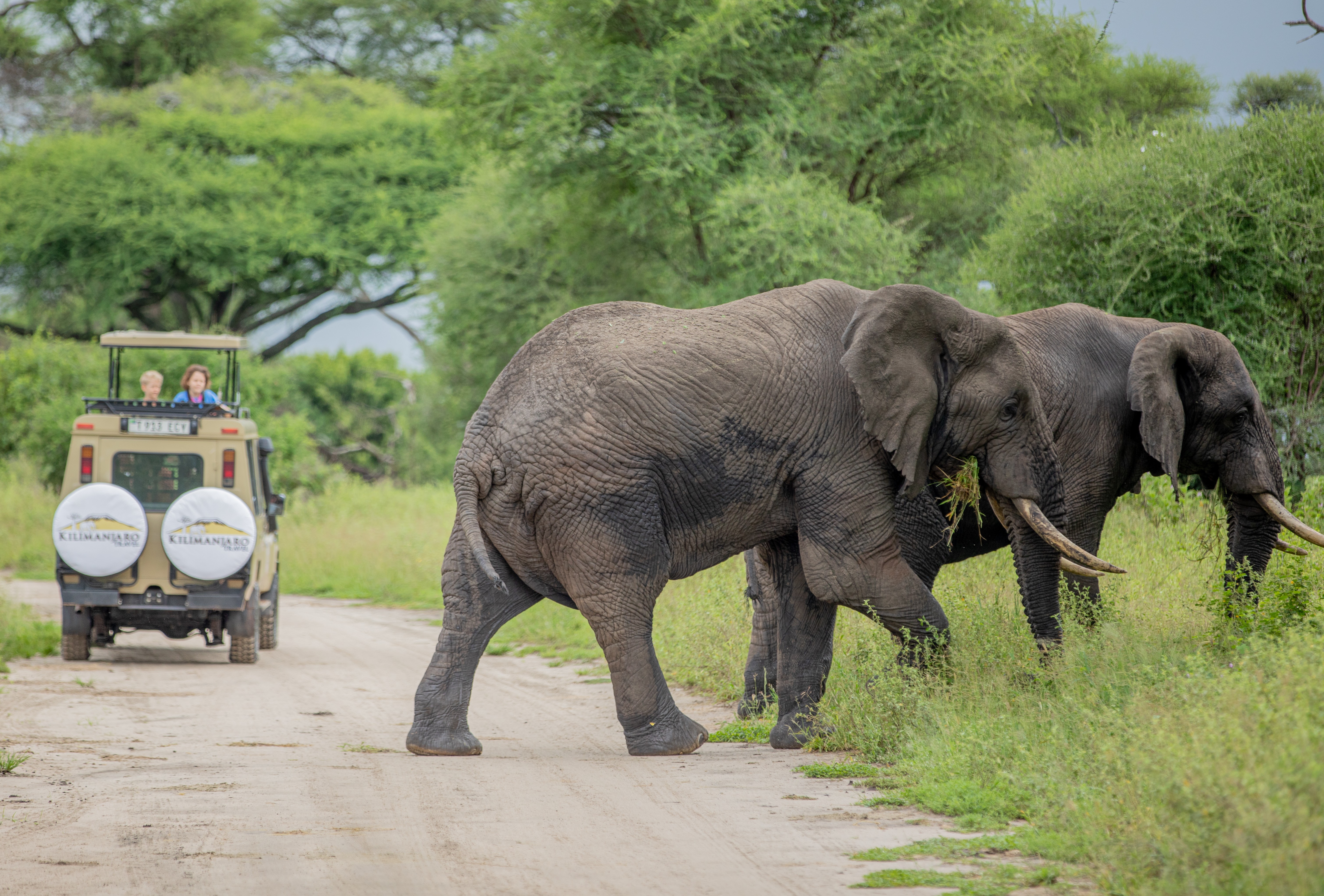 5 Days Northern Tanzania Safari